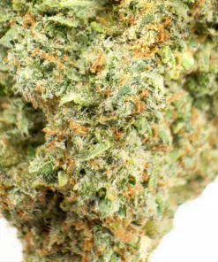 Key Lime Pie Strain