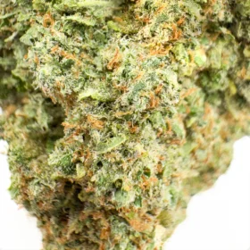 Key Lime Pie Strain
